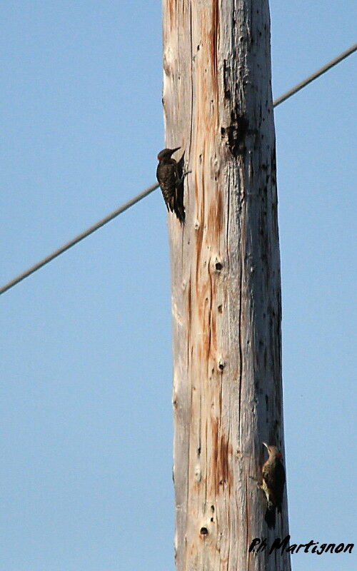 Northern Flicker