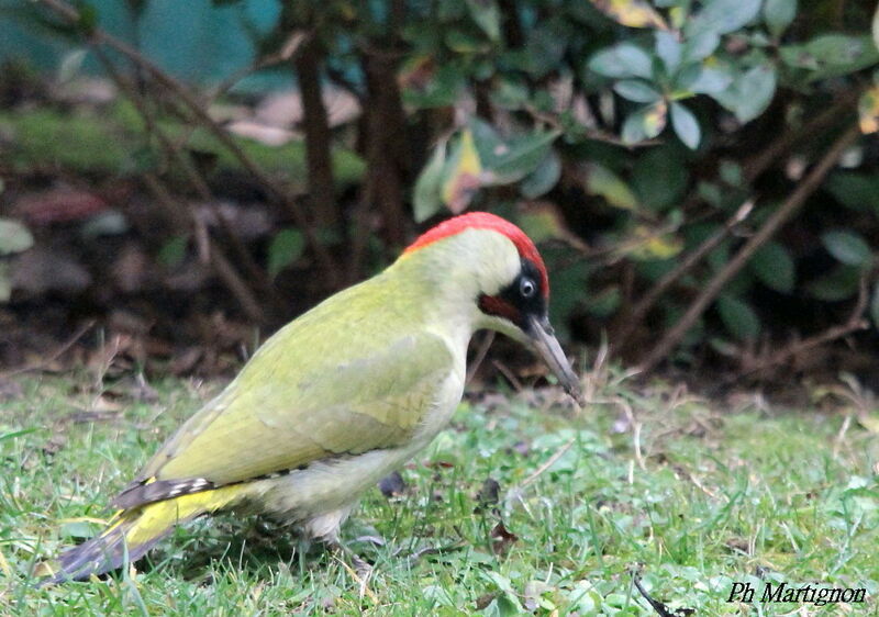 European Green Woodpecker male, identification