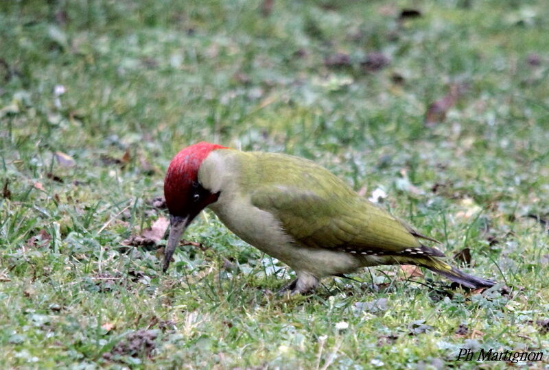 Pic vert mâle, identification