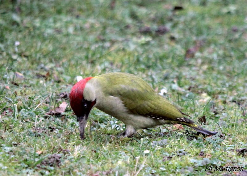 European Green Woodpecker male, identification