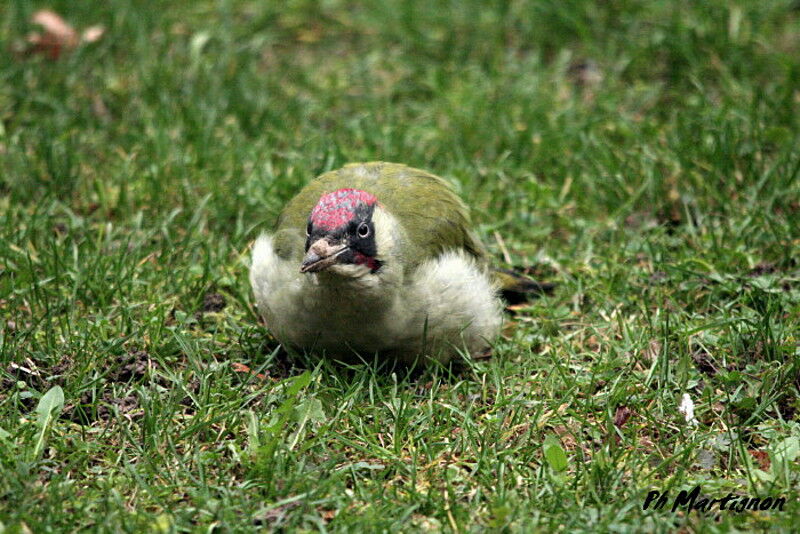 European Green Woodpecker male, identification, feeding habits, Behaviour