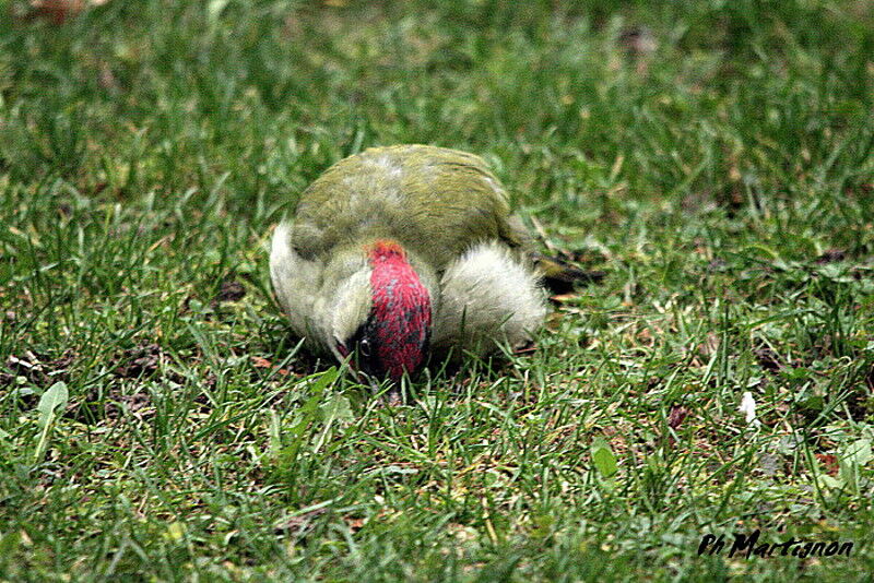 Pic vert mâle, identification, régime, Comportement