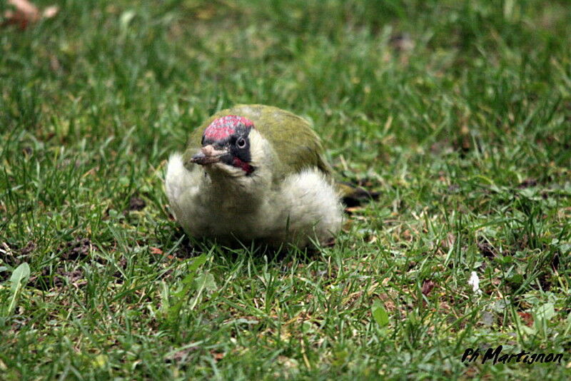 Pic vert mâle, identification, régime, Comportement