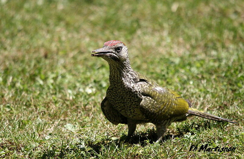 European Green Woodpeckerjuvenile