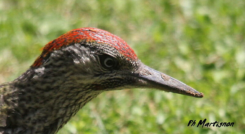 European Green Woodpeckerjuvenile