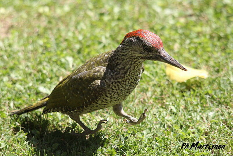 European Green Woodpeckerjuvenile