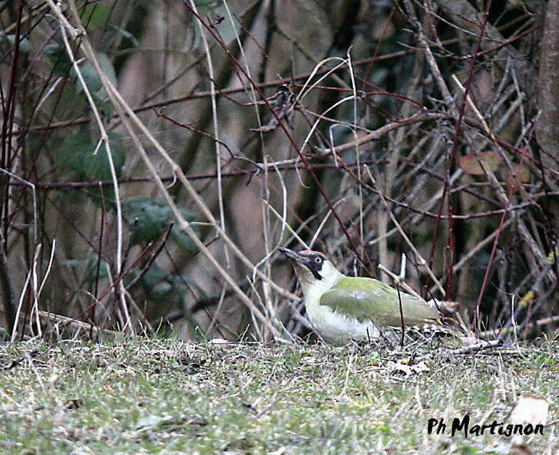 European Green Woodpecker