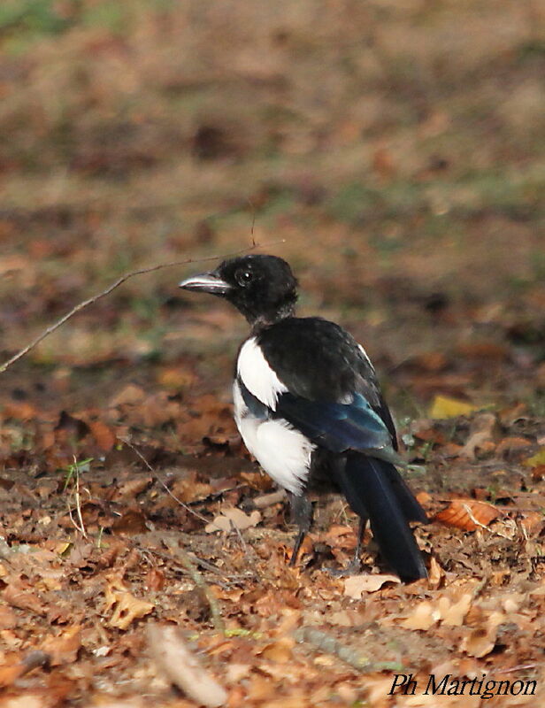 Eurasian Magpieimmature, identification