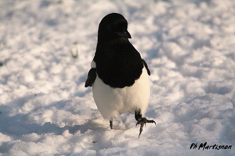 Pie bavarde, identification