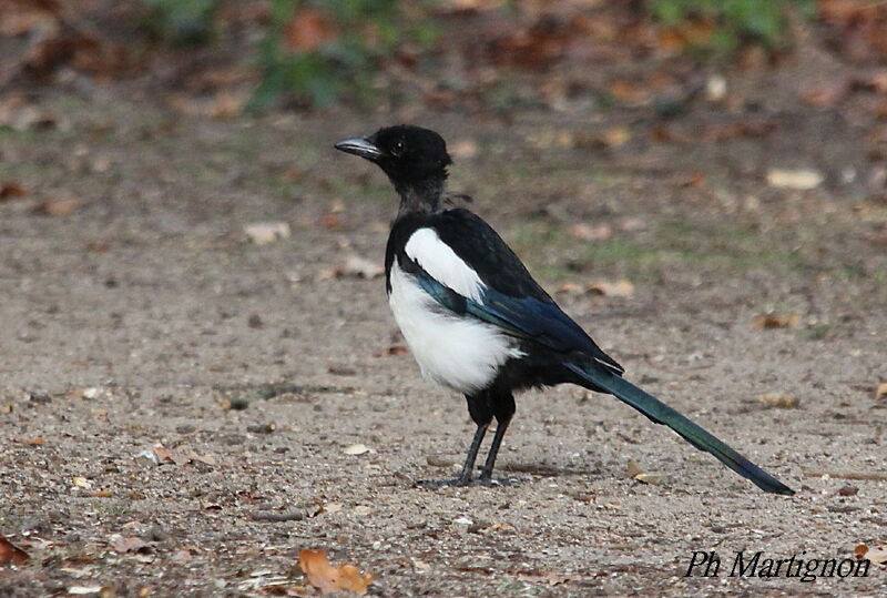 Eurasian Magpieimmature, identification