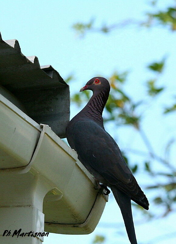 Pigeon à cou rouge