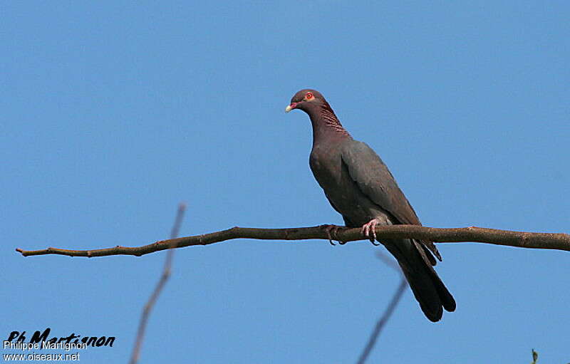 Pigeon à cou rougeadulte, pigmentation