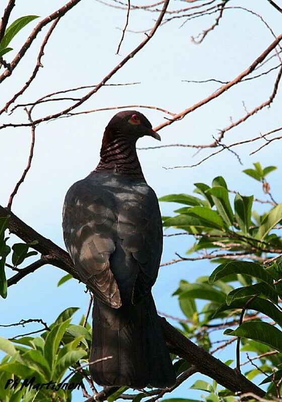 Pigeon à cou rouge