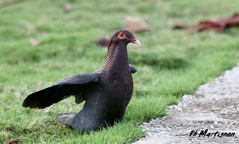 Pigeon à cou rouge