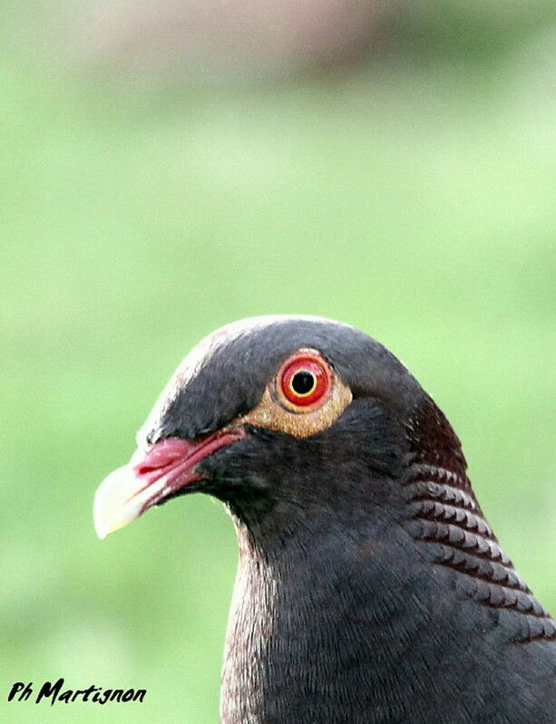 Pigeon à cou rouge