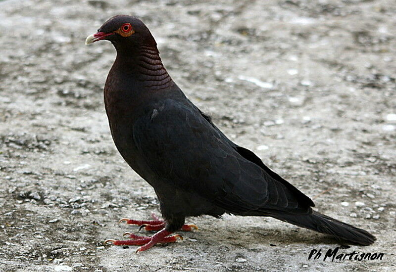 Pigeon à cou rouge