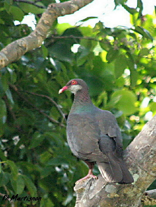 Metallic Pigeon