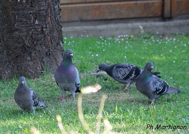 Rock Dove