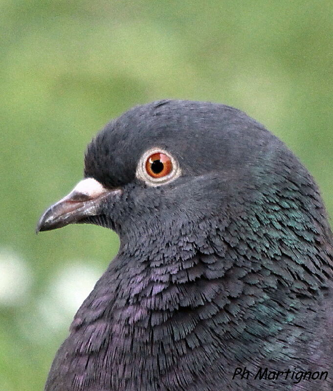 Rock Dove, identification