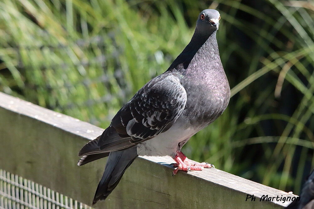 Pigeon biset, identification