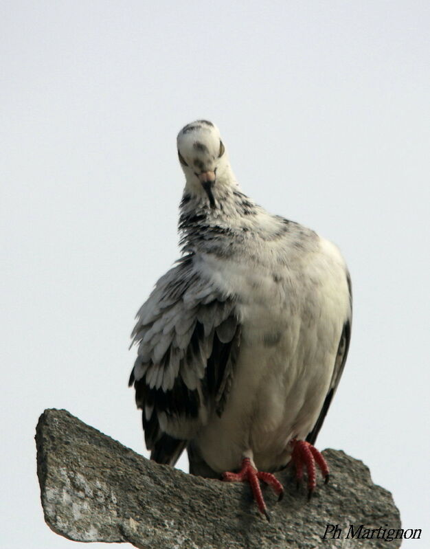 Rock Dove