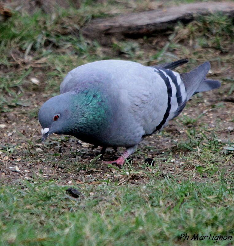 Pigeon biset, identification