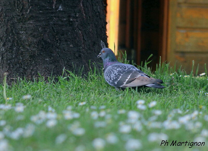 Rock Dove, identification