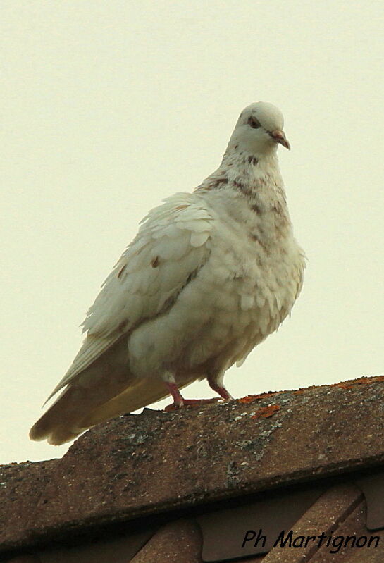 Pigeon biset, identification