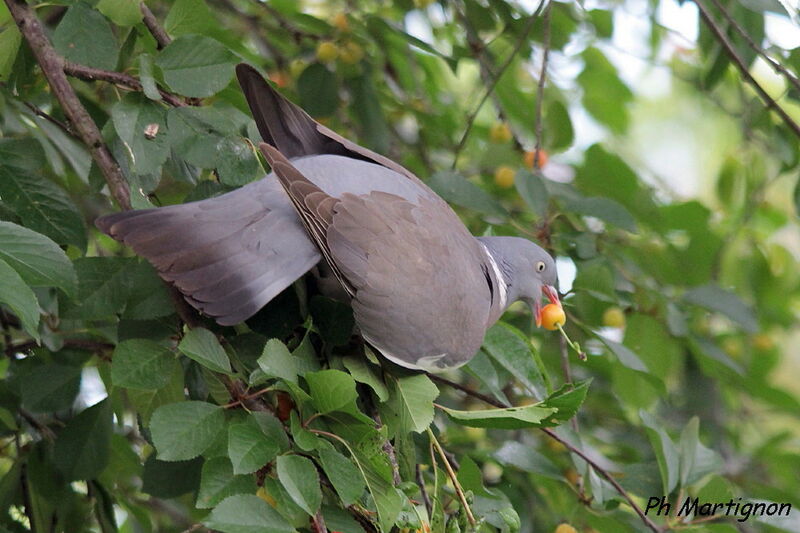 Common Wood Pigeon, identification, feeding habits, eats