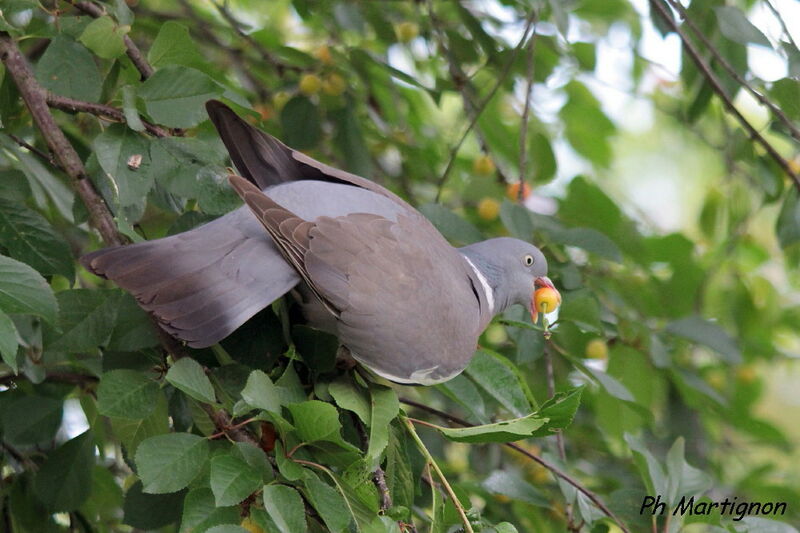 Common Wood Pigeon, identification, feeding habits, eats