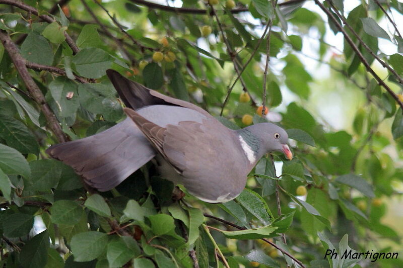 Common Wood Pigeon, identification, feeding habits, eats