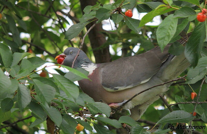 Pigeon ramier, identification, mange