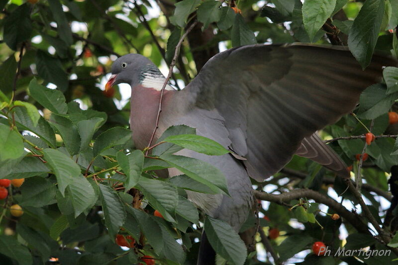 Common Wood Pigeon, identification