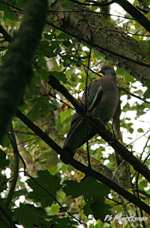 Common Wood Pigeon, identification