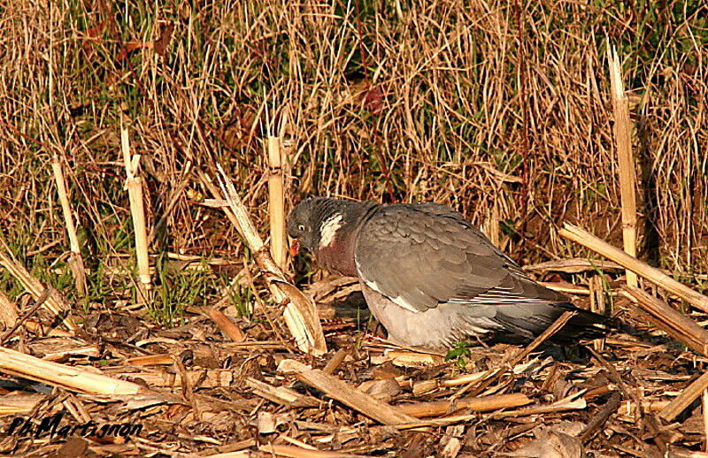 Pigeon ramier, identification