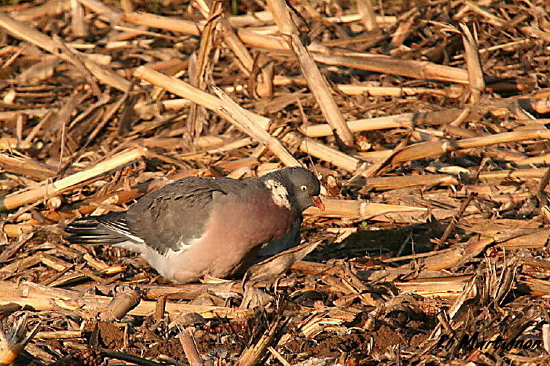 Pigeon ramier, identification