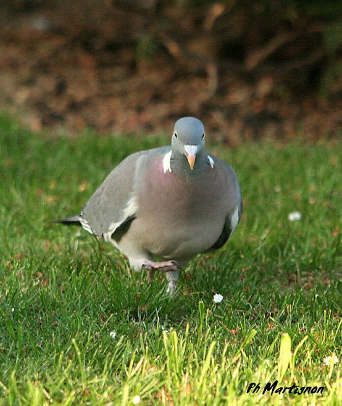 Pigeon ramieradulte