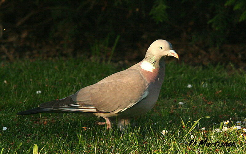 Pigeon ramieradulte