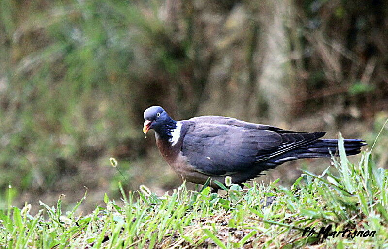 Common Wood Pigeon