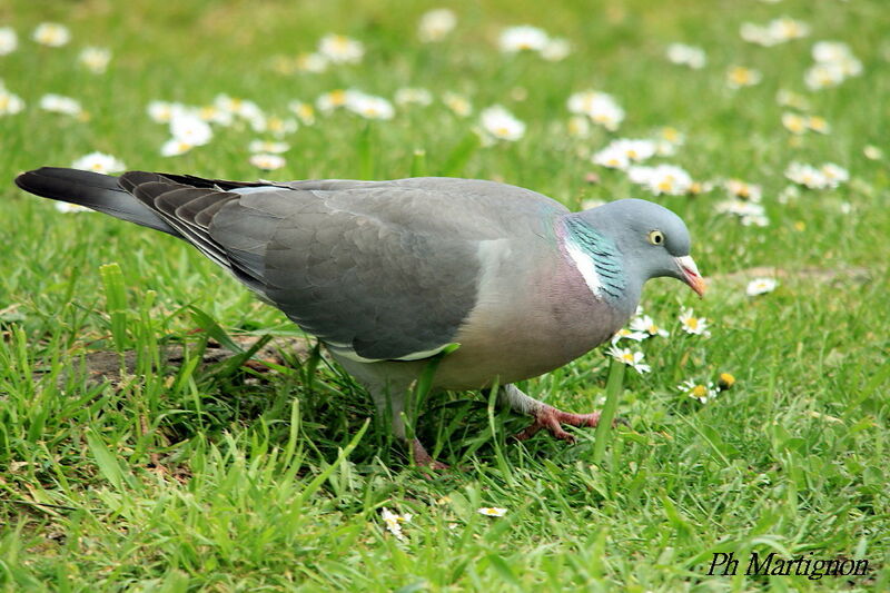 Common Wood Pigeon, identification