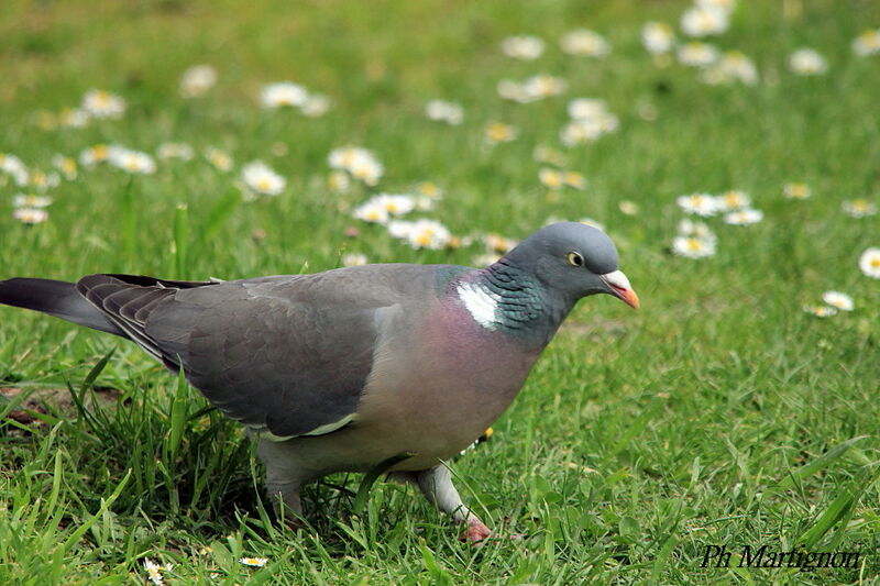 Pigeon ramier, identification