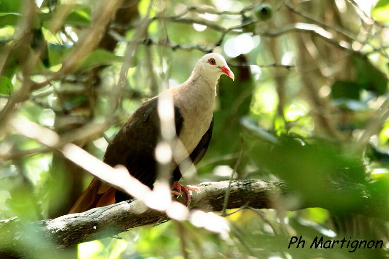 Pink Pigeon, identification