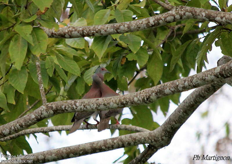 Pale-vented Pigeonadult, Reproduction-nesting