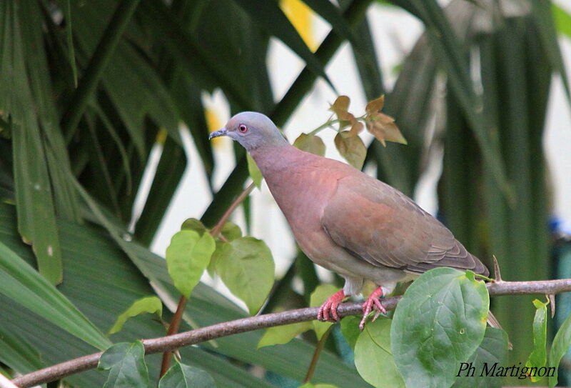 Pale-vented Pigeon