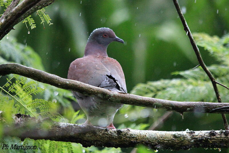 Pigeon rousset