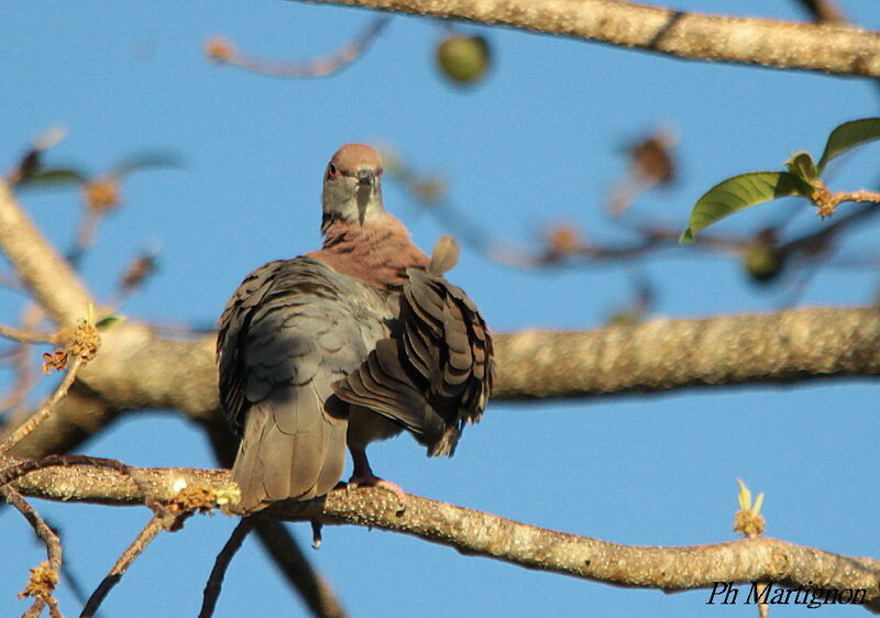 Pigeon rousset, identification