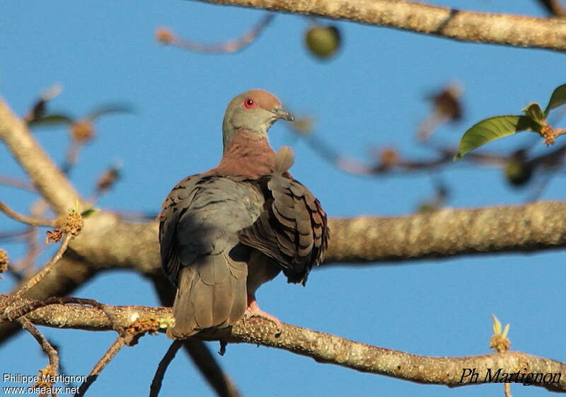 Pigeon rousset femelle adulte, pigmentation