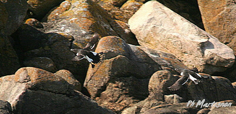 Razorbill, Flight