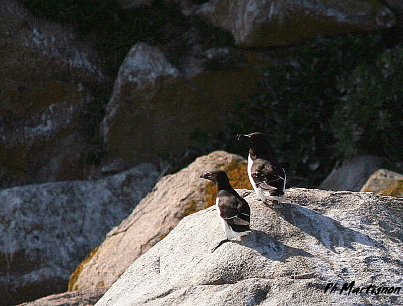 Razorbill, identification