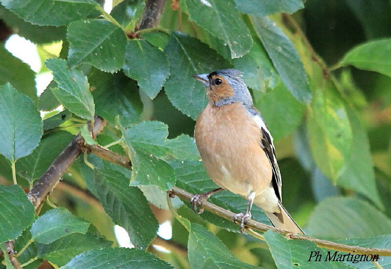 Eurasian Chaffinch male